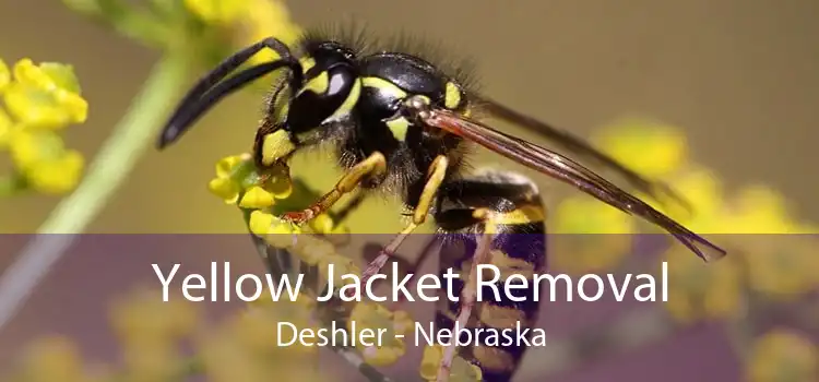 Yellow Jacket Removal Deshler - Nebraska