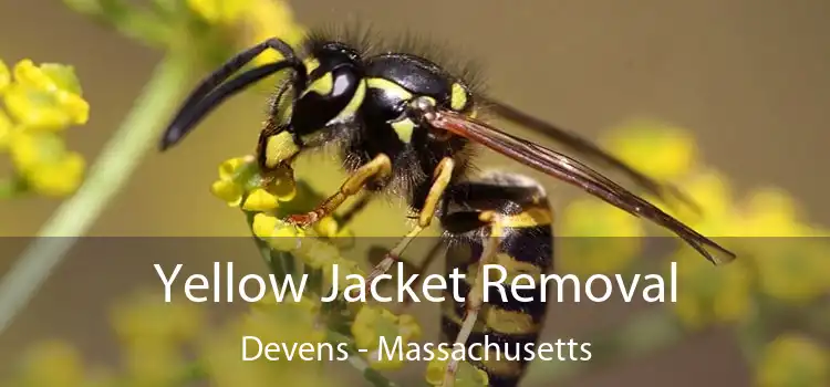 Yellow Jacket Removal Devens - Massachusetts