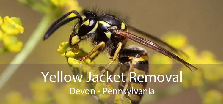 Yellow Jacket Removal Devon - Pennsylvania