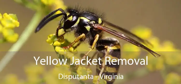 Yellow Jacket Removal Disputanta - Virginia