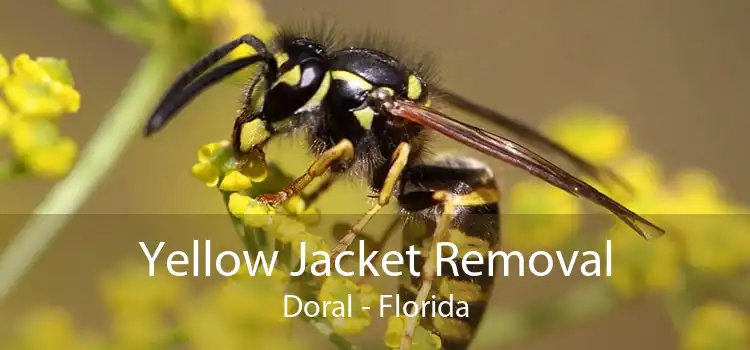 Yellow Jacket Removal Doral - Florida
