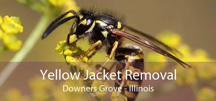 Yellow Jacket Removal Downers Grove - Illinois