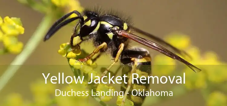 Yellow Jacket Removal Duchess Landing - Oklahoma
