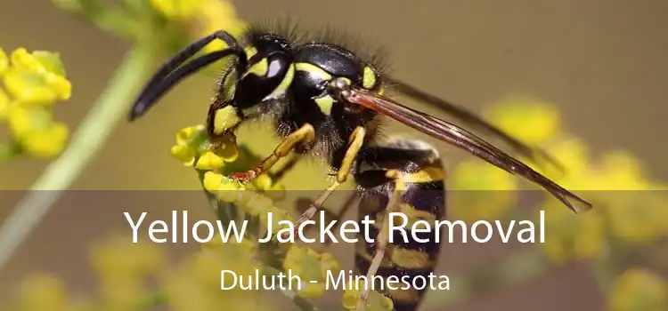 Yellow Jacket Removal Duluth - Minnesota