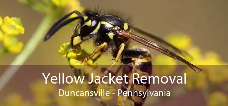 Yellow Jacket Removal Duncansville - Pennsylvania