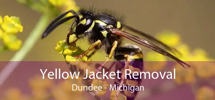 Yellow Jacket Removal Dundee - Michigan