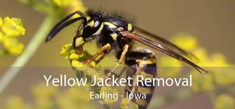Yellow Jacket Removal Earling - Iowa