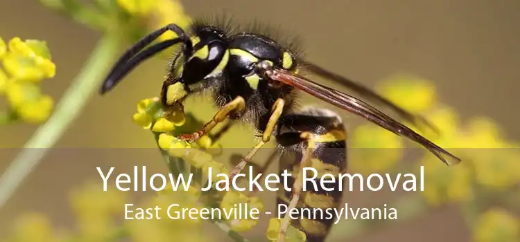 Yellow Jacket Removal East Greenville - Pennsylvania