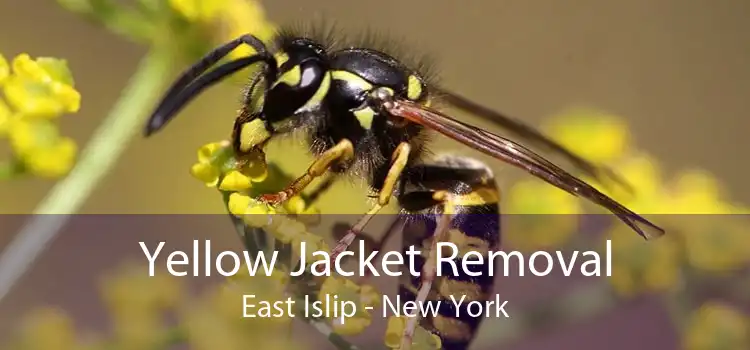 Yellow Jacket Removal East Islip - New York
