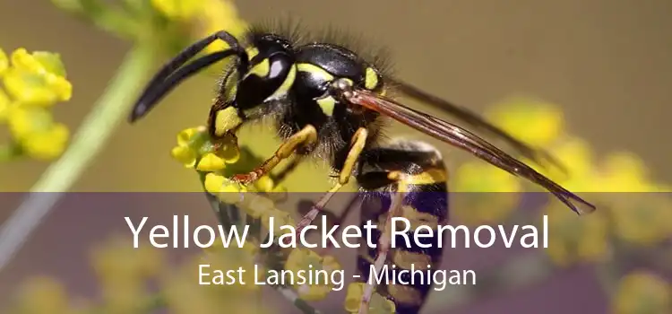 Yellow Jacket Removal East Lansing - Michigan