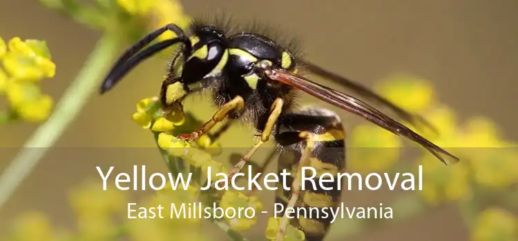 Yellow Jacket Removal East Millsboro - Pennsylvania