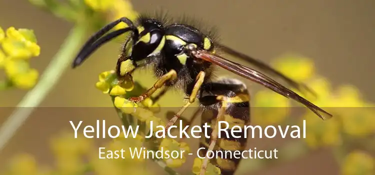 Yellow Jacket Removal East Windsor - Connecticut