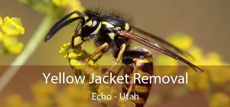 Yellow Jacket Removal Echo - Utah