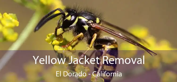 Yellow Jacket Removal El Dorado - California