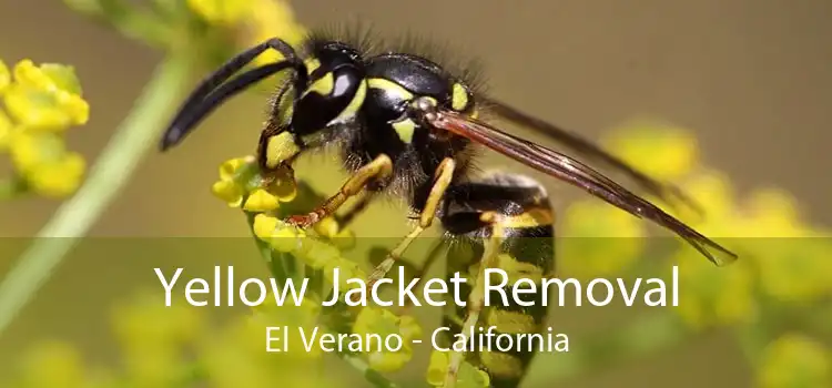 Yellow Jacket Removal El Verano - California