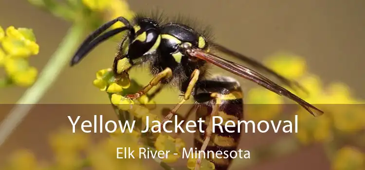 Yellow Jacket Removal Elk River - Minnesota