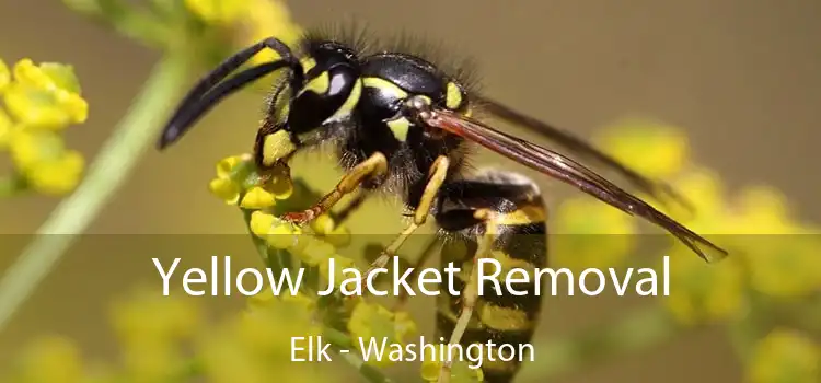 Yellow Jacket Removal Elk - Washington