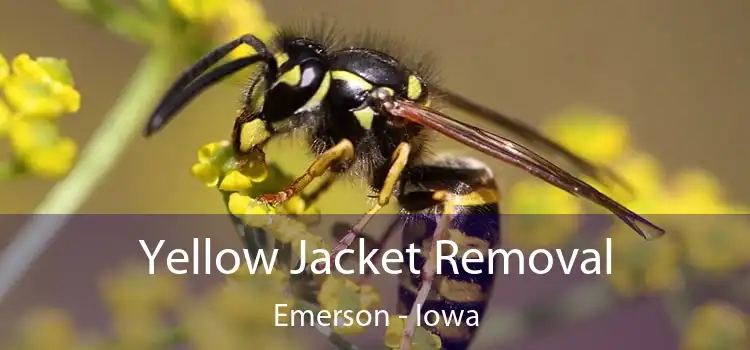 Yellow Jacket Removal Emerson - Iowa