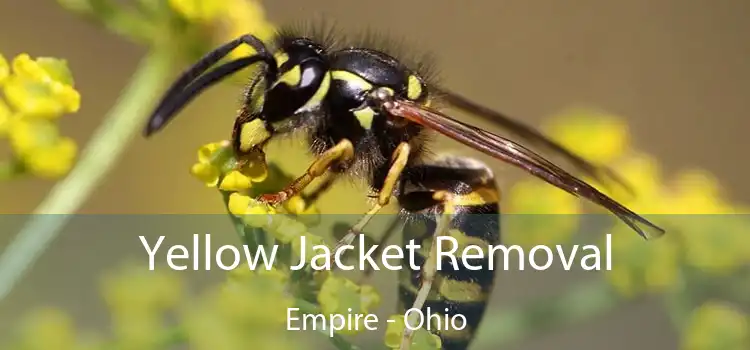 Yellow Jacket Removal Empire - Ohio