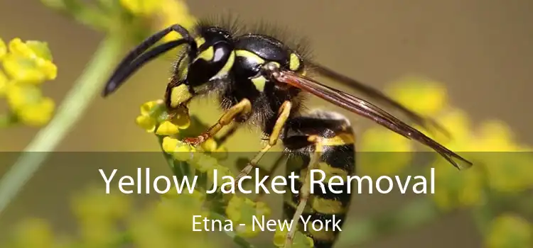 Yellow Jacket Removal Etna - New York