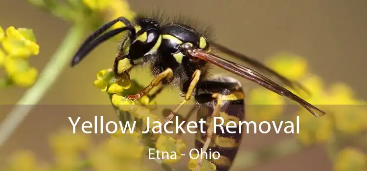 Yellow Jacket Removal Etna - Ohio