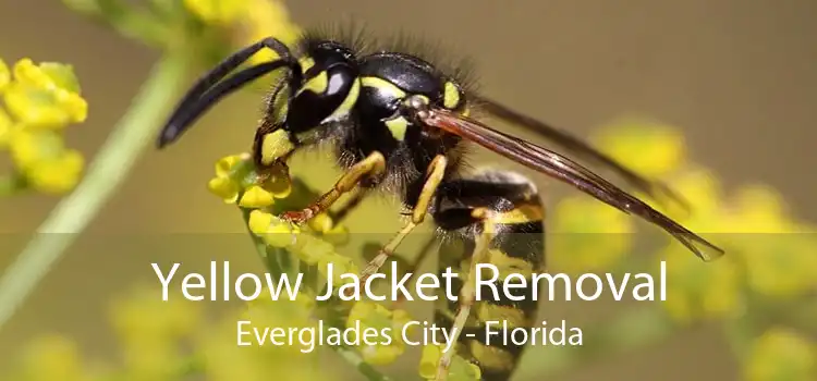 Yellow Jacket Removal Everglades City - Florida