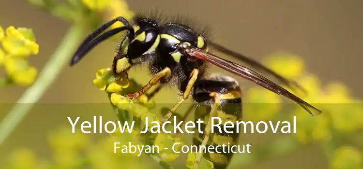 Yellow Jacket Removal Fabyan - Connecticut