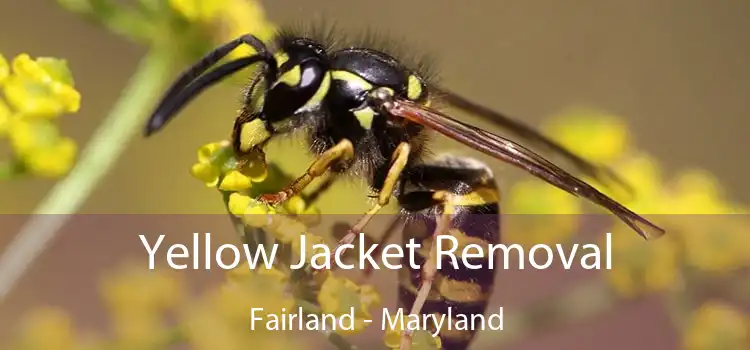 Yellow Jacket Removal Fairland - Maryland