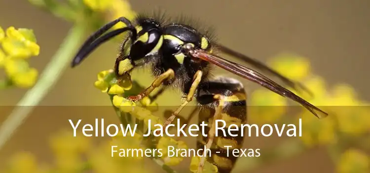 Yellow Jacket Removal Farmers Branch - Texas