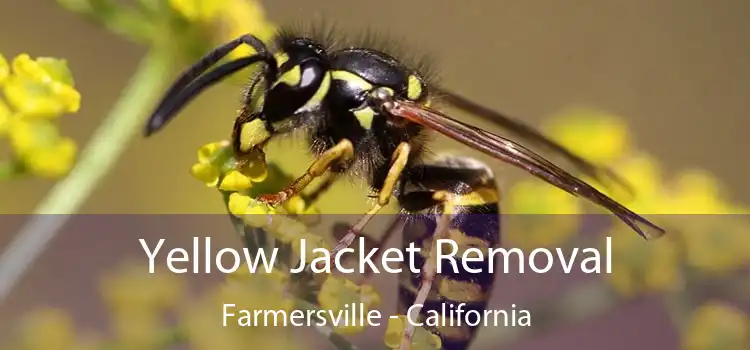 Yellow Jacket Removal Farmersville - California