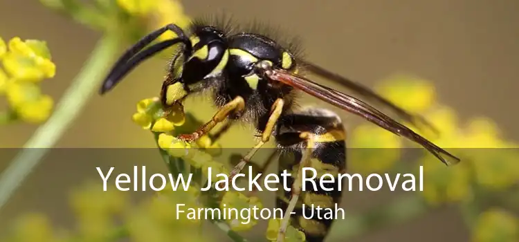 Yellow Jacket Removal Farmington - Utah