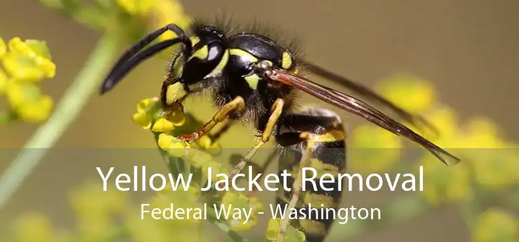 Yellow Jacket Removal Federal Way - Washington