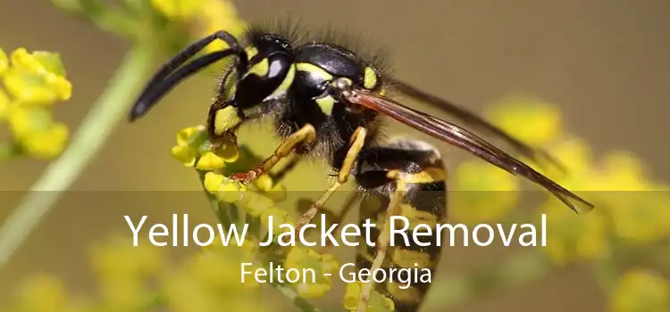 Yellow Jacket Removal Felton - Georgia
