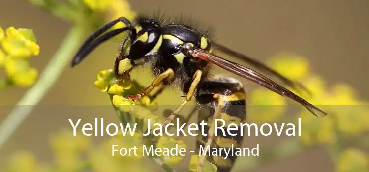 Yellow Jacket Removal Fort Meade - Maryland
