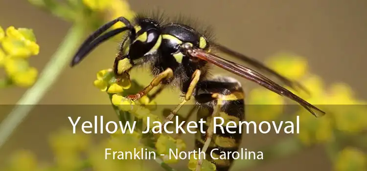 Yellow Jacket Removal Franklin - North Carolina