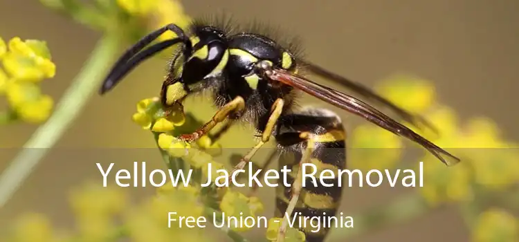 Yellow Jacket Removal Free Union - Virginia