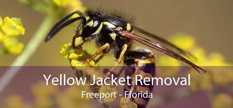 Yellow Jacket Removal Freeport - Florida
