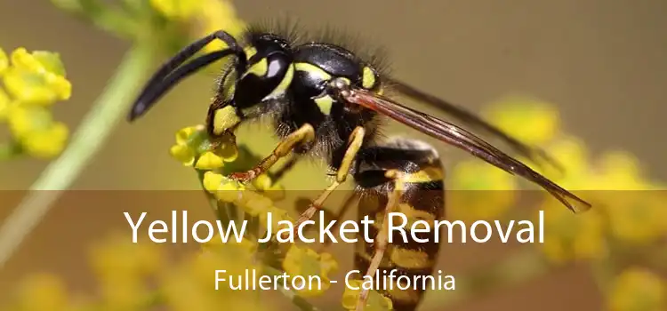 Yellow Jacket Removal Fullerton - California