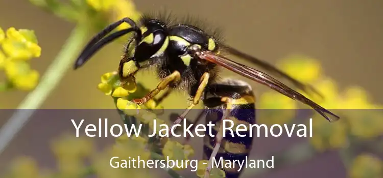 Yellow Jacket Removal Gaithersburg - Maryland