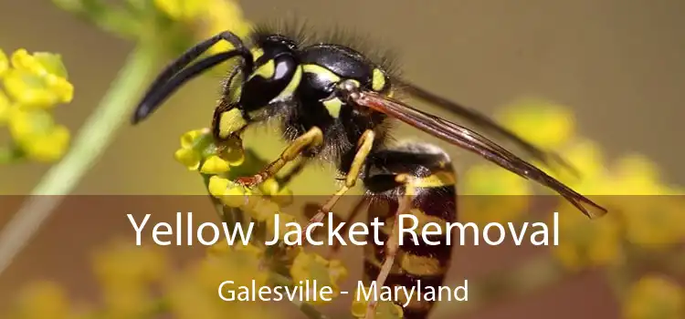 Yellow Jacket Removal Galesville - Maryland