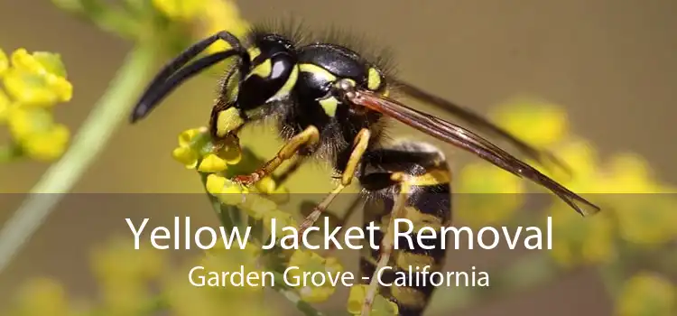 Yellow Jacket Removal Garden Grove - California