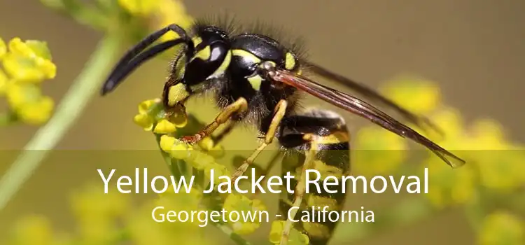 Yellow Jacket Removal Georgetown - California