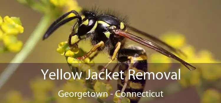 Yellow Jacket Removal Georgetown - Connecticut