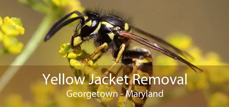 Yellow Jacket Removal Georgetown - Maryland