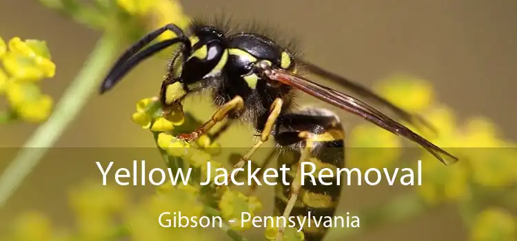 Yellow Jacket Removal Gibson - Pennsylvania