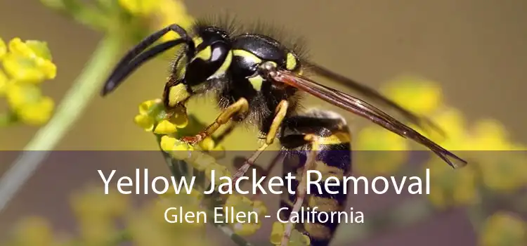 Yellow Jacket Removal Glen Ellen - California