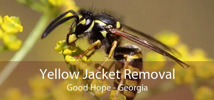 Yellow Jacket Removal Good Hope - Georgia