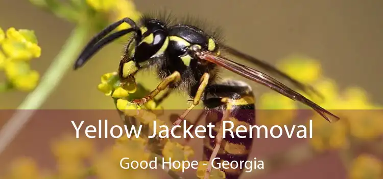 Yellow Jacket Removal Good Hope - Georgia