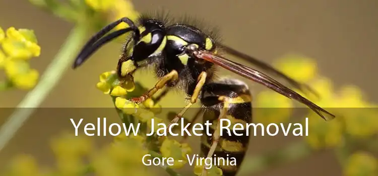 Yellow Jacket Removal Gore - Virginia