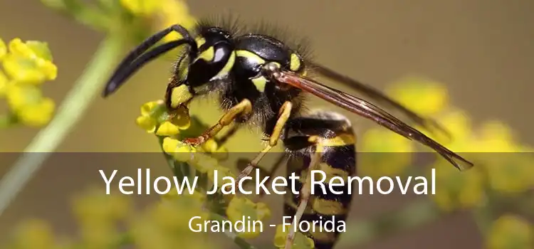 Yellow Jacket Removal Grandin - Florida